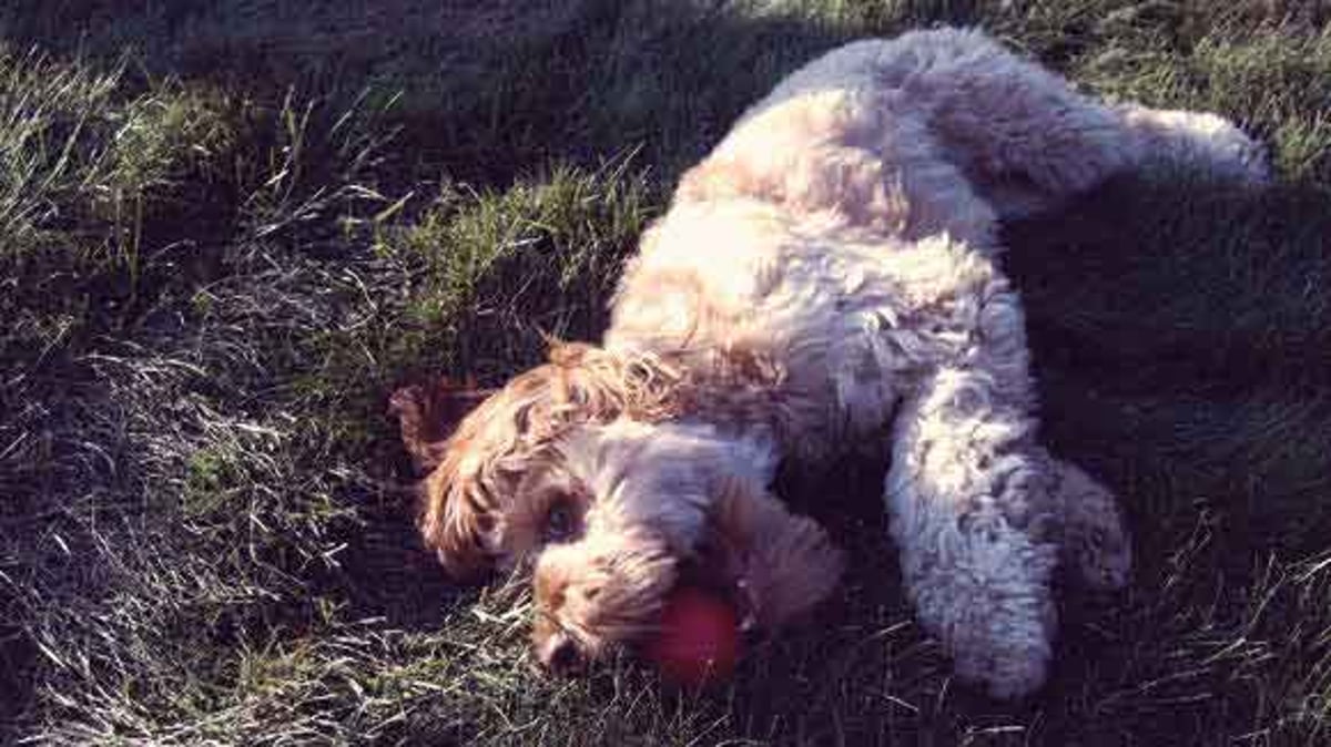Cockapoo Diet Tips Petcarerx