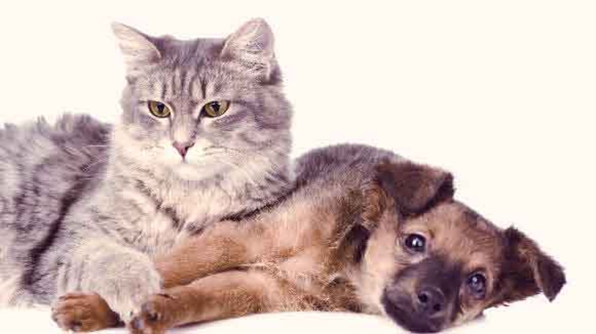 What Causes A Collapsed Trachea In Dogs And Cats PetCareRx