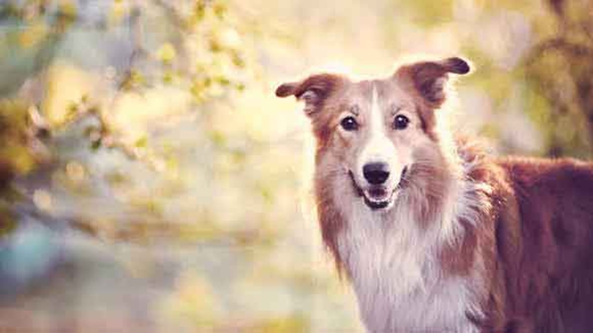 Border Collie: Character, Health, Feeding, Price, and Care
