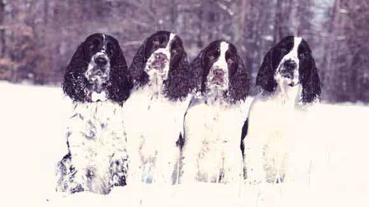 Blue gate english springer 2024 spaniels