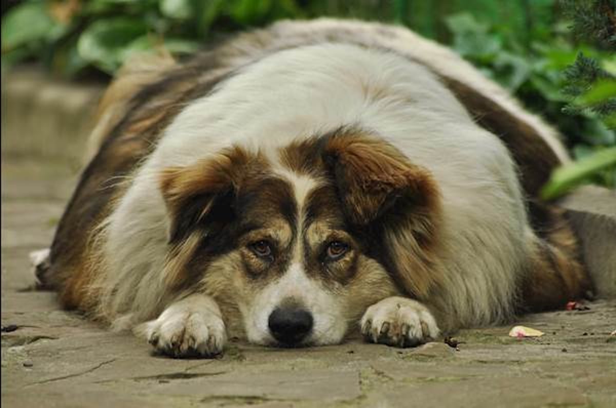 Dogs could benefit from eating table scraps, raw meat, study says