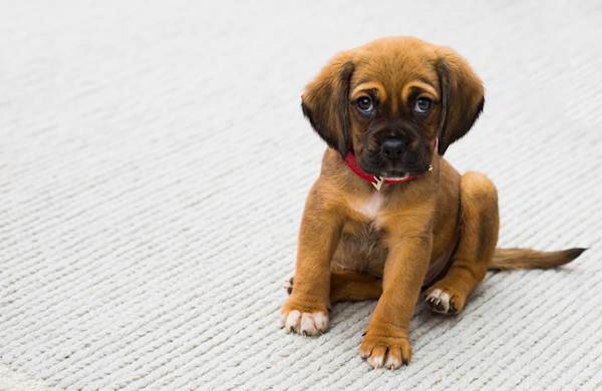 New puppy throwing store up