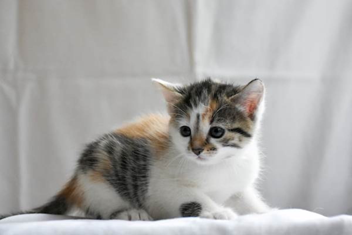 Mycoplasma in cats on sale treatment