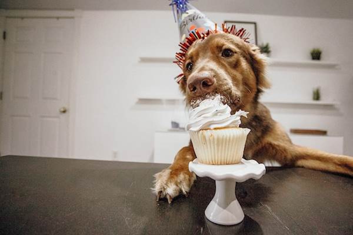 My dog's birthday is coming up, what should I cook for him? : r/dogs