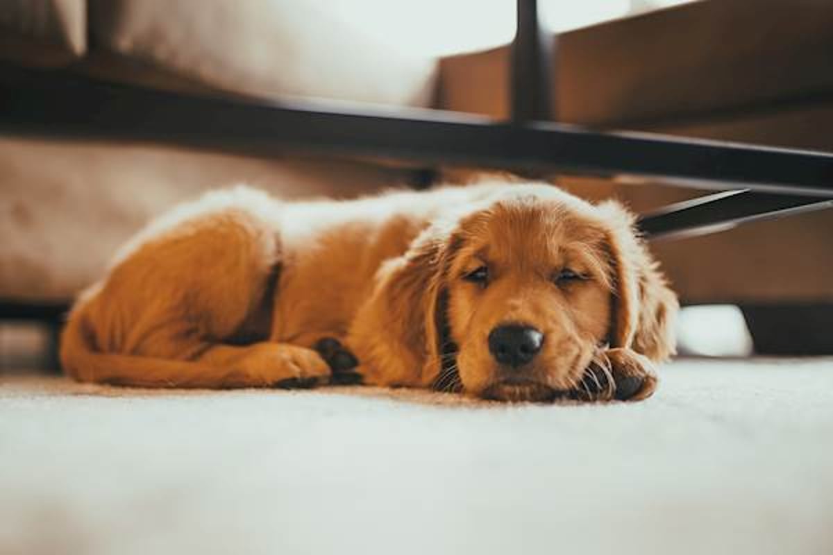 Golden Retriever's Reaction to Wearing Hair Clip Is Going Viral