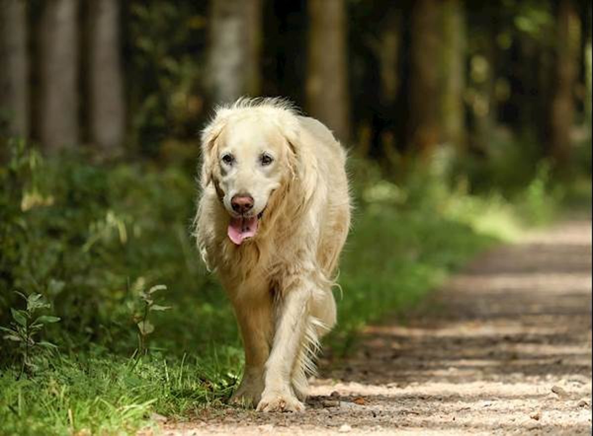 Is Malignant Hyperthermia A Common Condition In Dogs? | PetCareRx Is Malignant Hyperthermia A Common Condition In Dogs? | PetCareRx