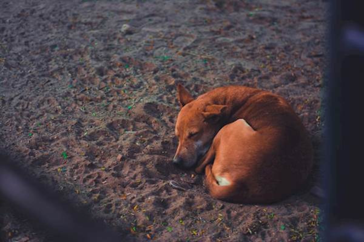 What does it mean when a clearance stray dog comes to your house