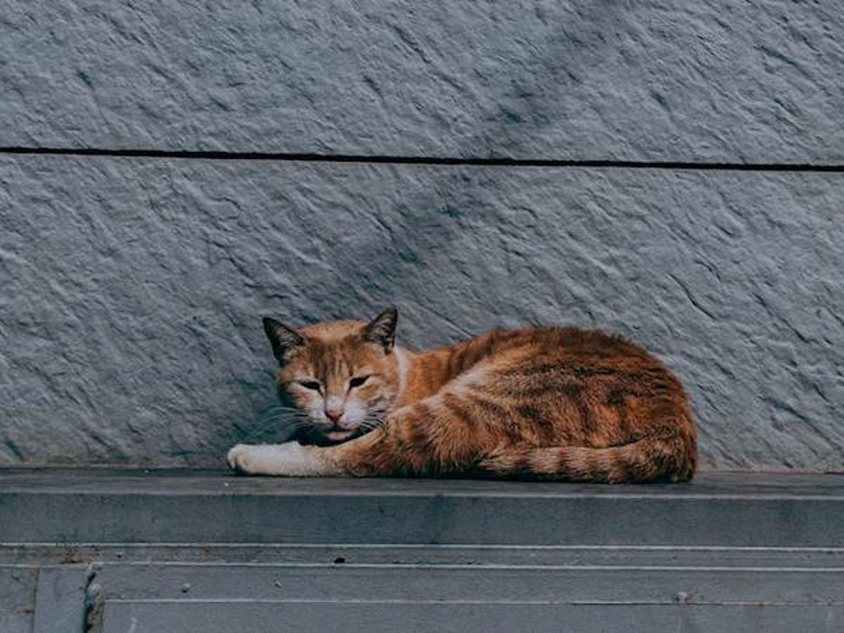 Home remedy for 2024 vestibular disease in cats