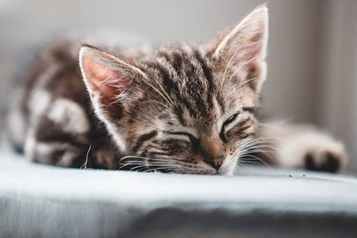 Cat allergic to store cosequin