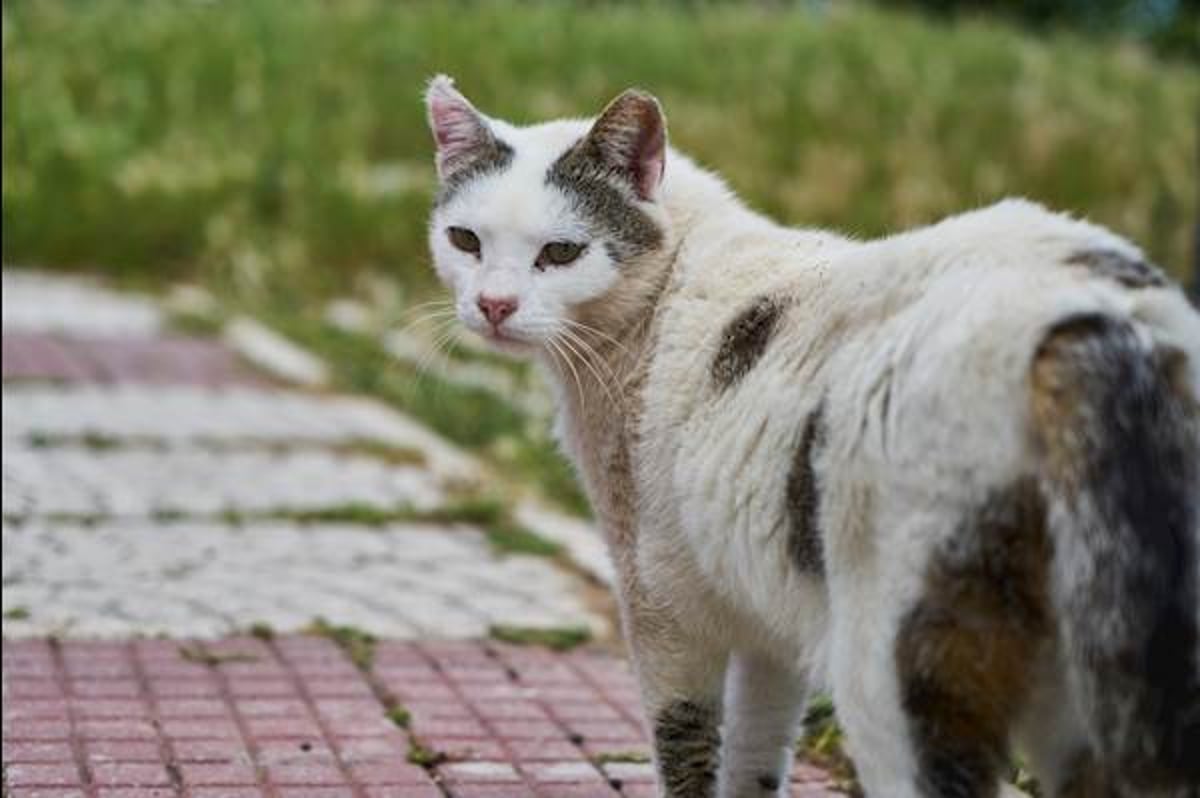 Mastitis in Cats Causes Symptoms and Treatment PetCareRx