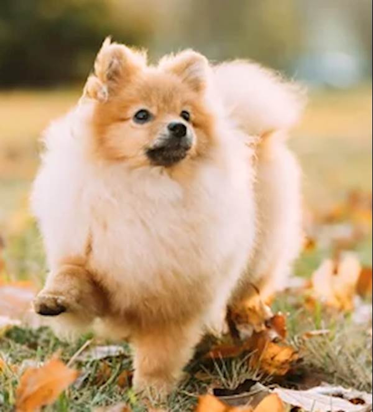 Teacup Dog Breeds: The Adorable Yet Delicate Pups | PetCareRx