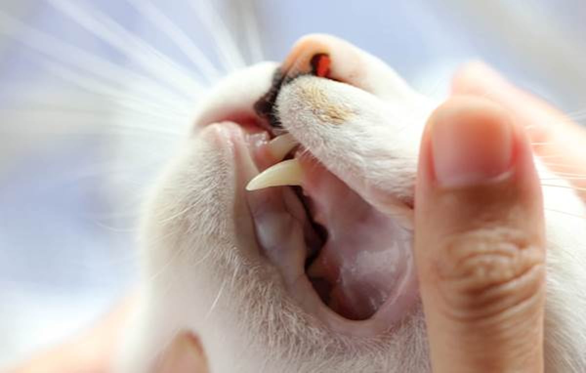 Everything You Need to Know About Caring for Your Cat s Teeth