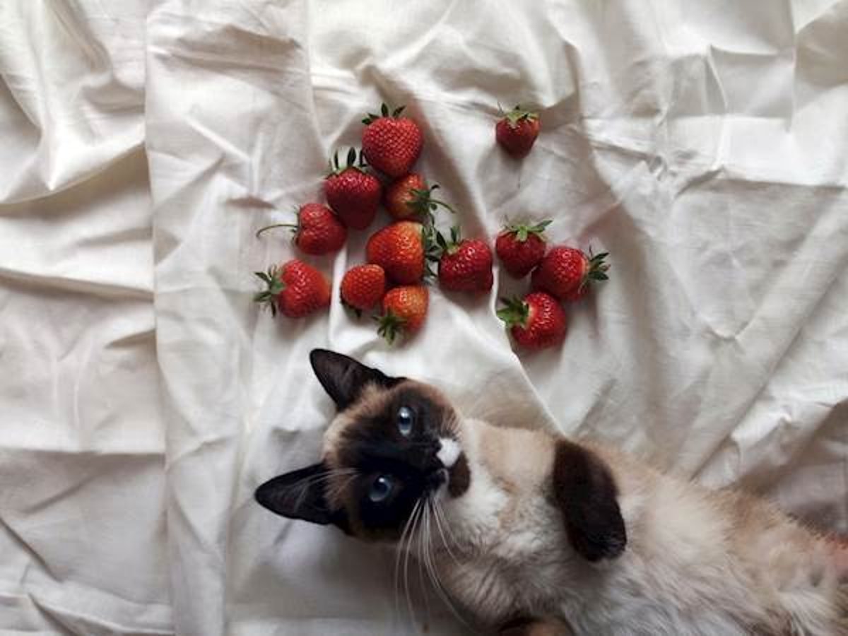 Cat store loves strawberries