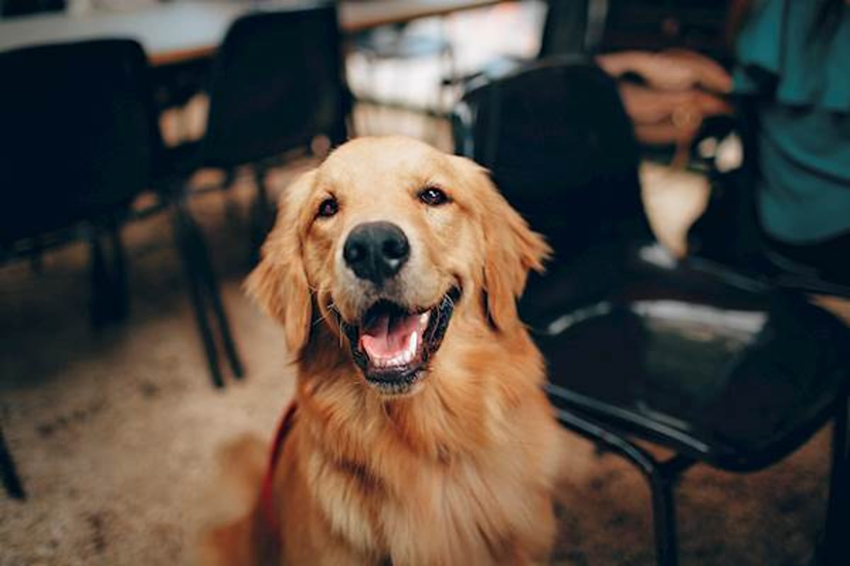 Tips to Prevent Liver Failure in Dogs | PetCareRx