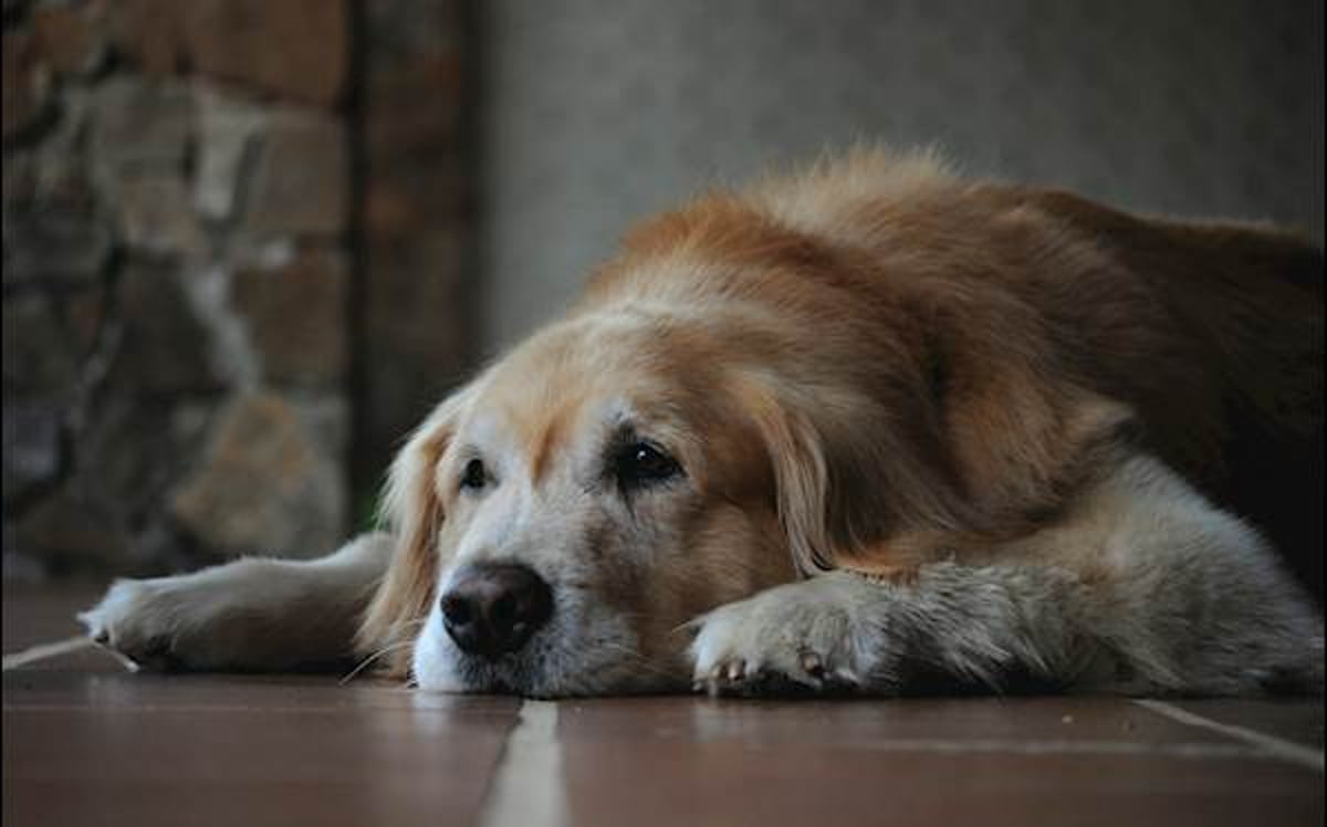 How an Appetite Stimulant Can Revitalize Your Senior Dog s Eating