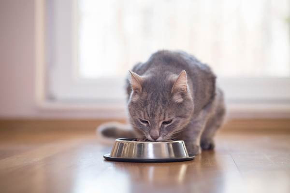 Best proteins 2025 for cats