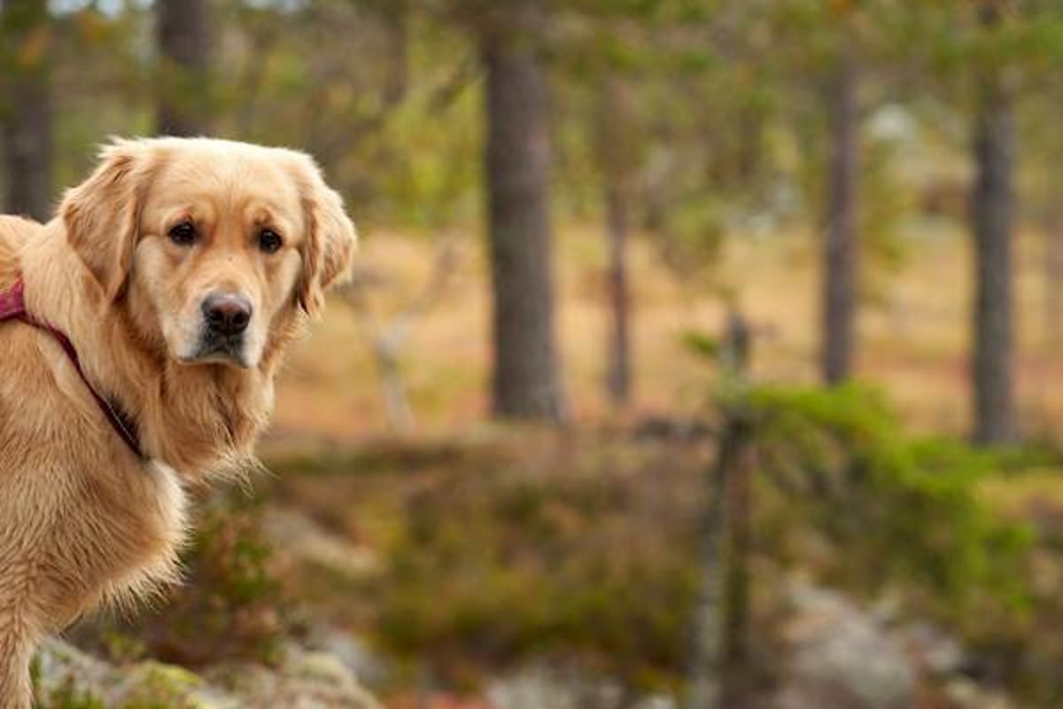 How Probable Is It For Your Dog To Recover From Valley Fever? | PetCareRx