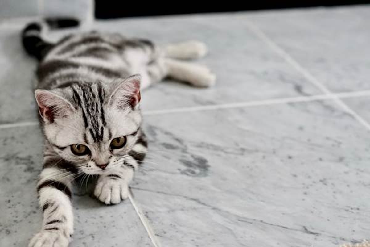 Urinary blockage in cheap male cats home remedies