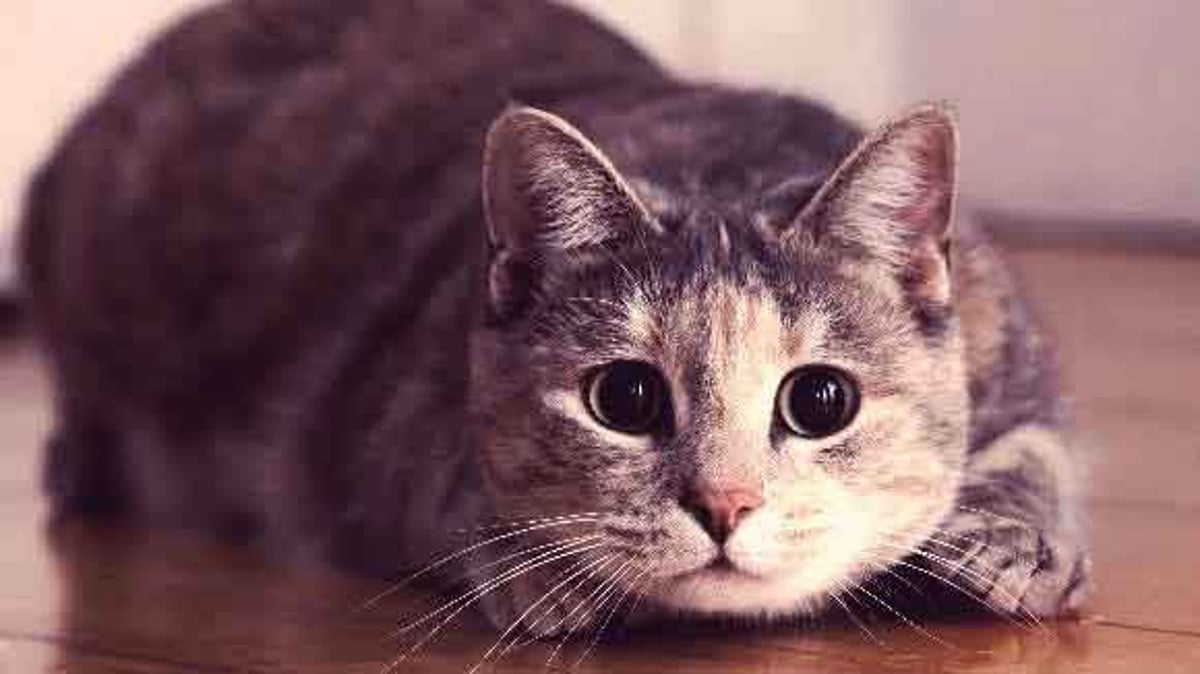 Scaredy Cats: Feline Hyperesthesia Syndrome - Good Pet Parent