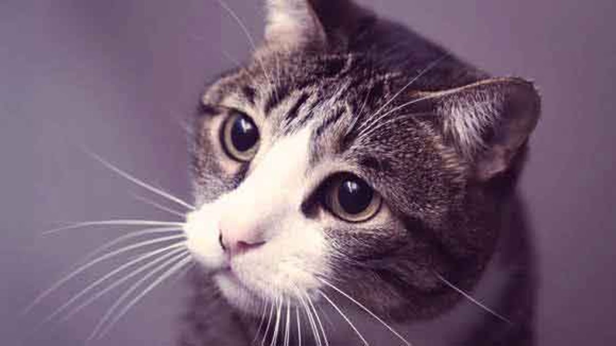 Cat Eye Discharge - How to Treat Different Types of Feline Eye