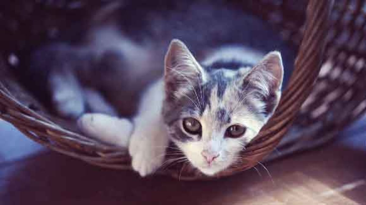 Feline Pancreatitis Treatments How To Care For Your Cat Petcarerx