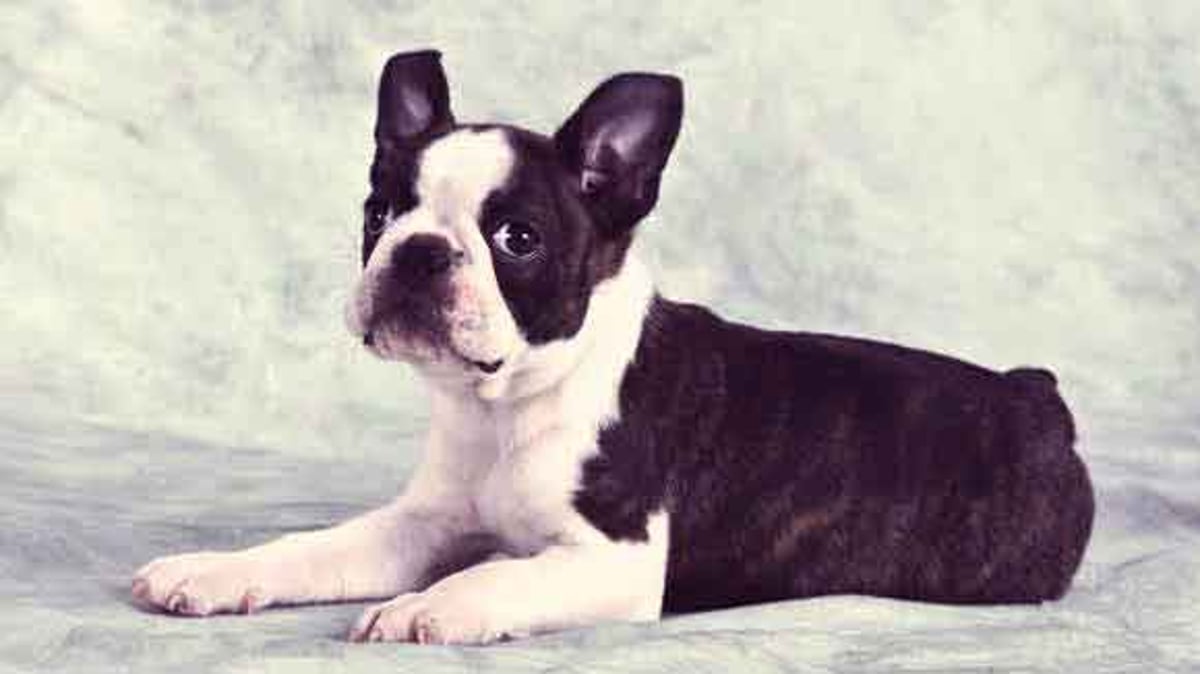 Best dog food outlet for boston terrier puppy