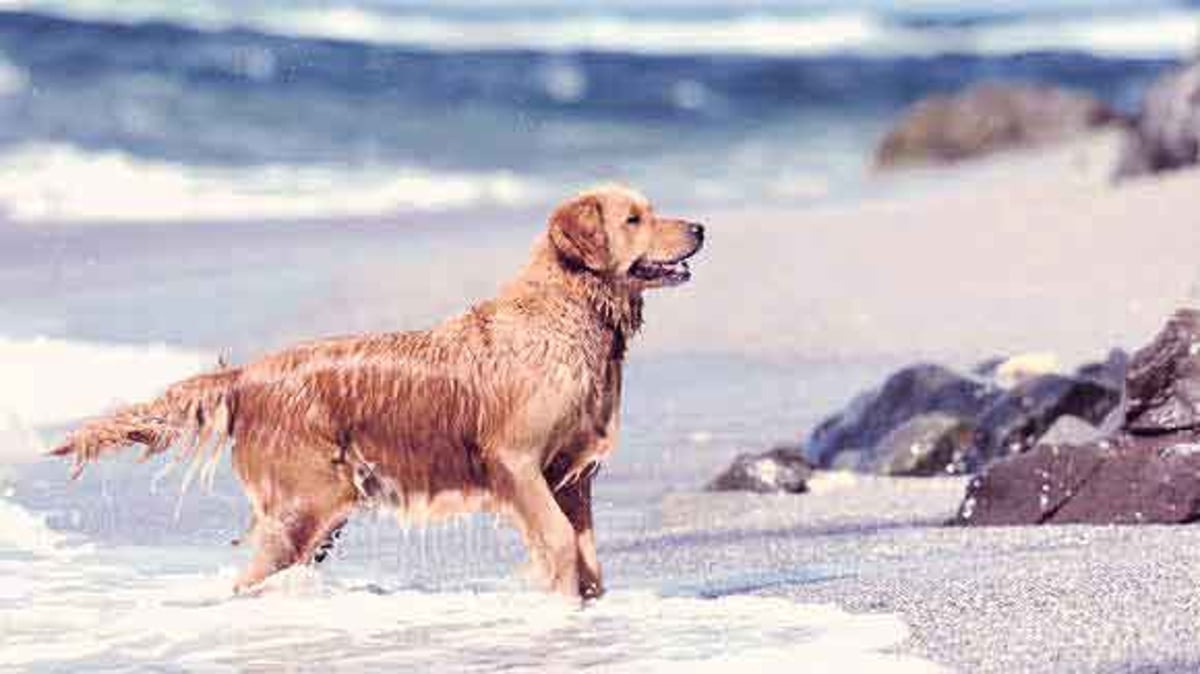 Golden Retriever Health Problems Golden Retriever Cancer Petcarerx