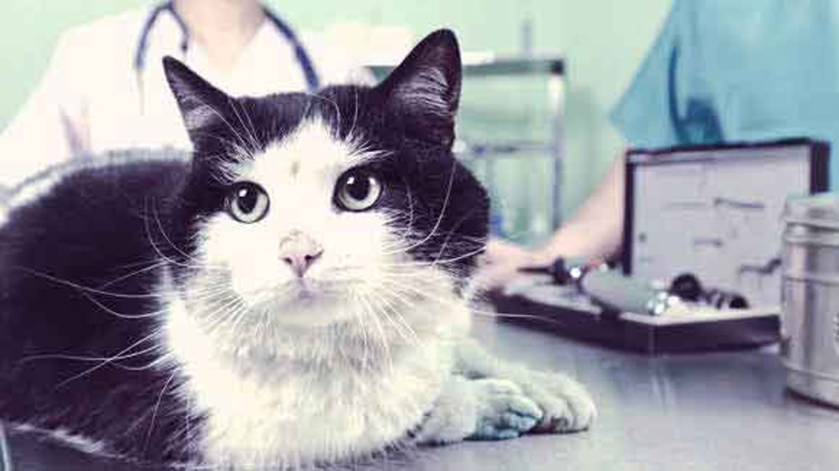 How To Treat A Cat S Wound Petcarerx