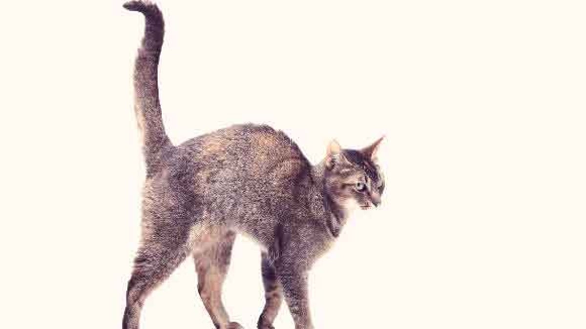 Is My Cat Weird 5 Freaky Feline Behaviors Petcarerx