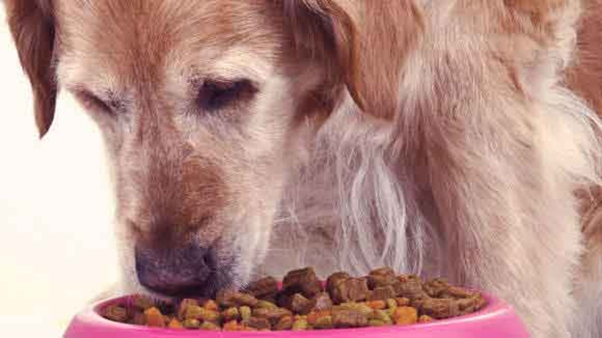 Dog allergic store to dry food