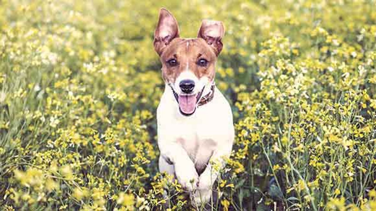 Long eared best sale jack russell