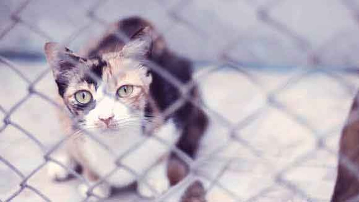 Types of best sale lymphoma in cats