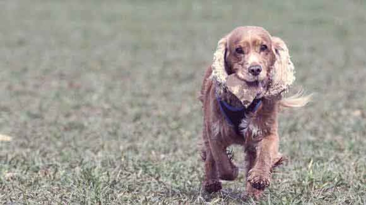 Cocker spaniel diet sale