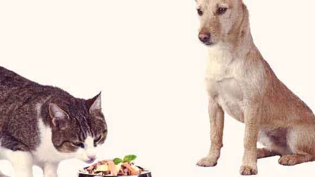 Prevent dog from on sale eating cat food