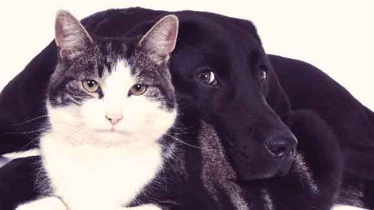 Pancreatic Insufficiency In Dogs And Cats Petcarerx