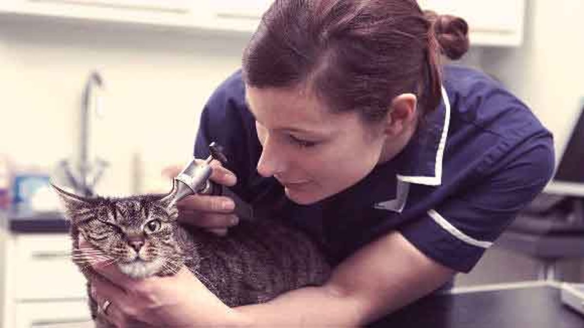 Pet Meds for Ear Infections in Cats Large