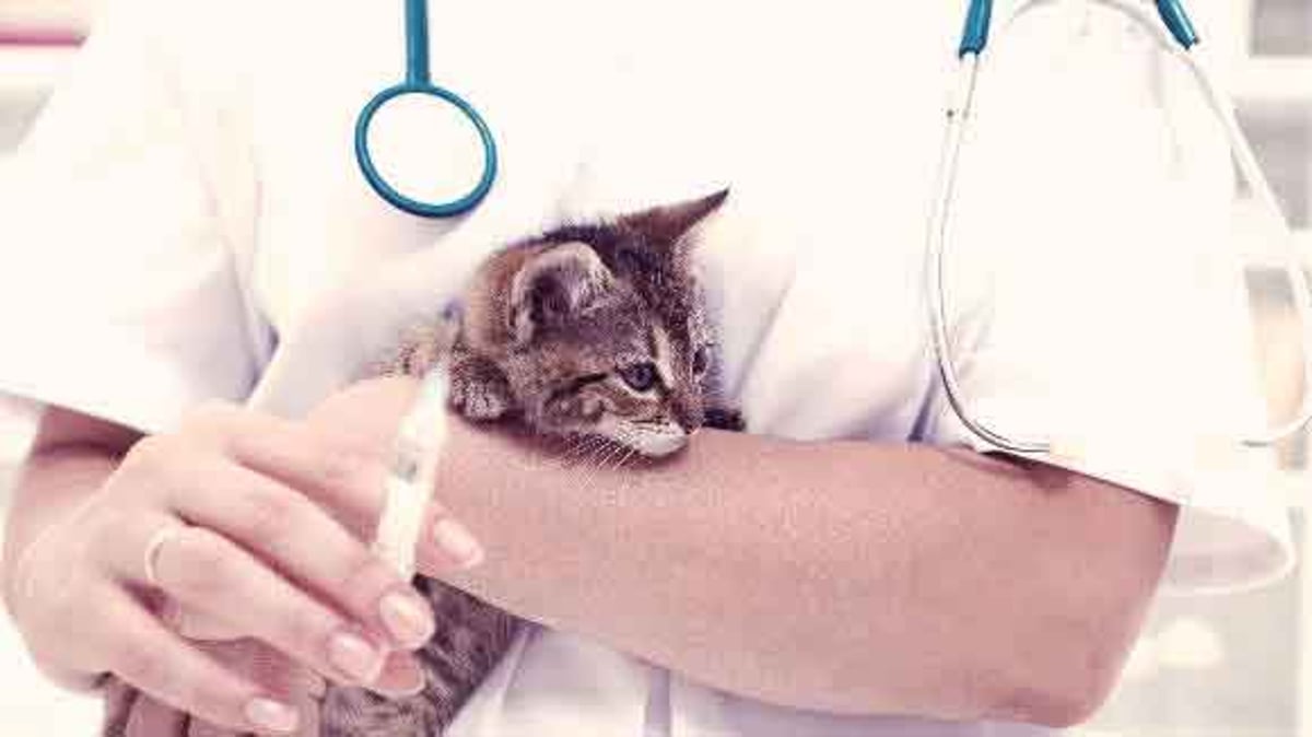 Pet Vaccination Cost Large