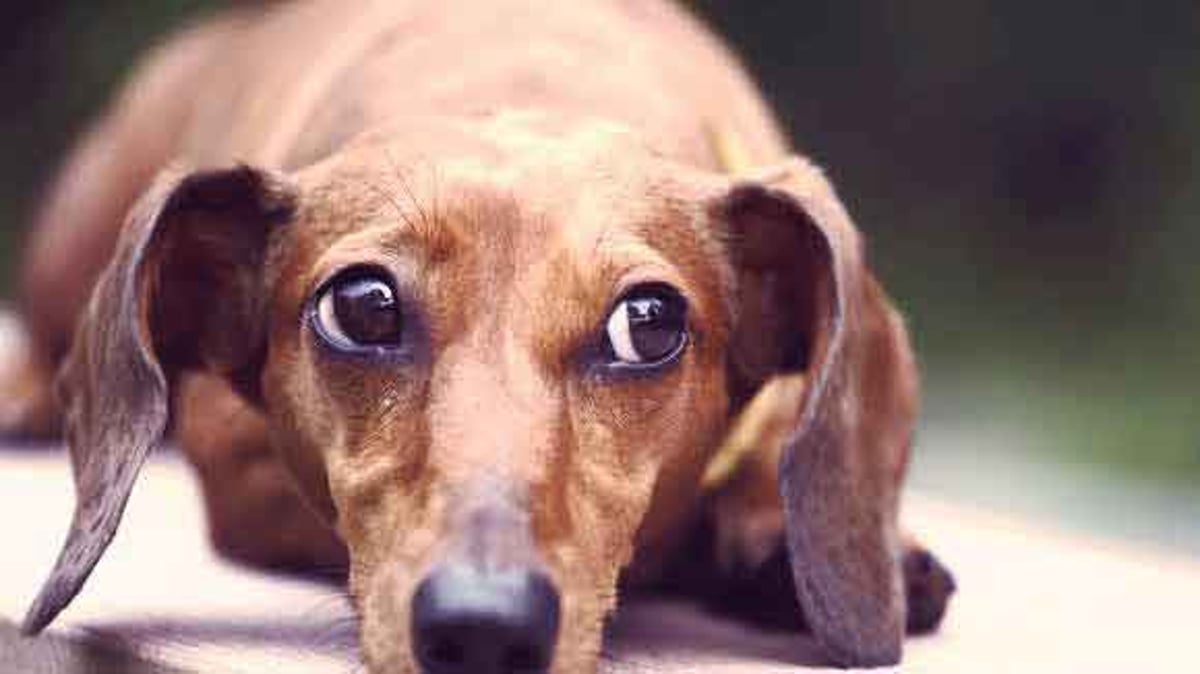 How to Quiet a Barking Dachshund Dog | PetCareRx