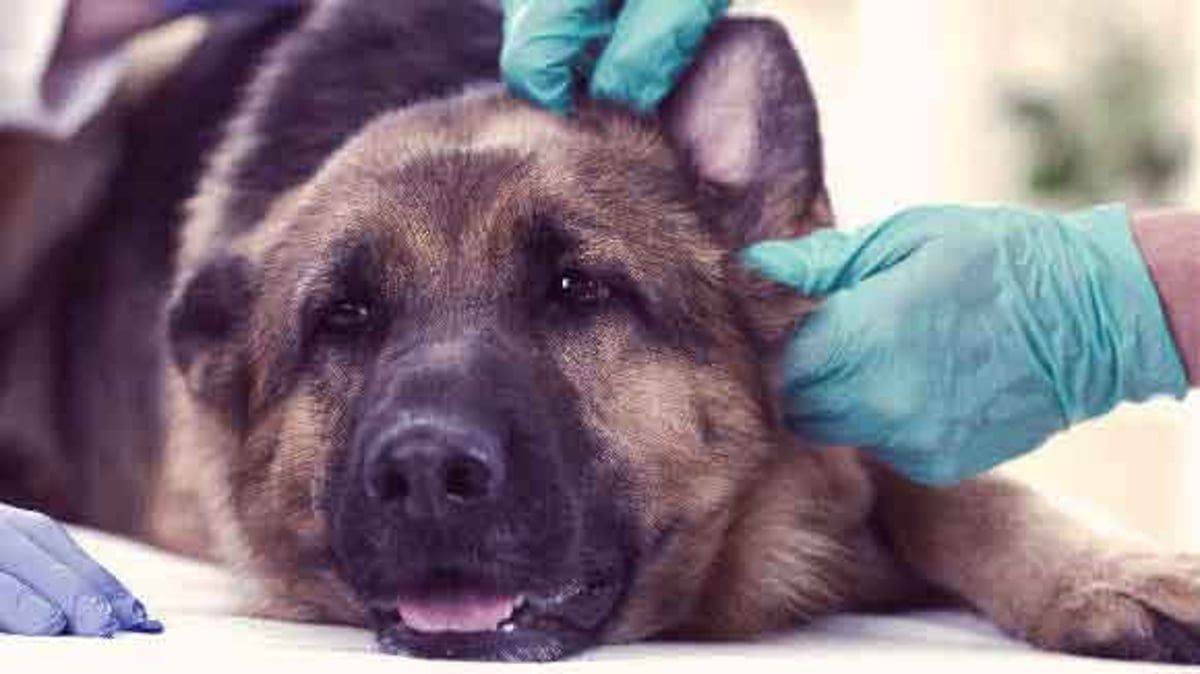 6 Symptoms of a Dog with Rabies | PetCareRx