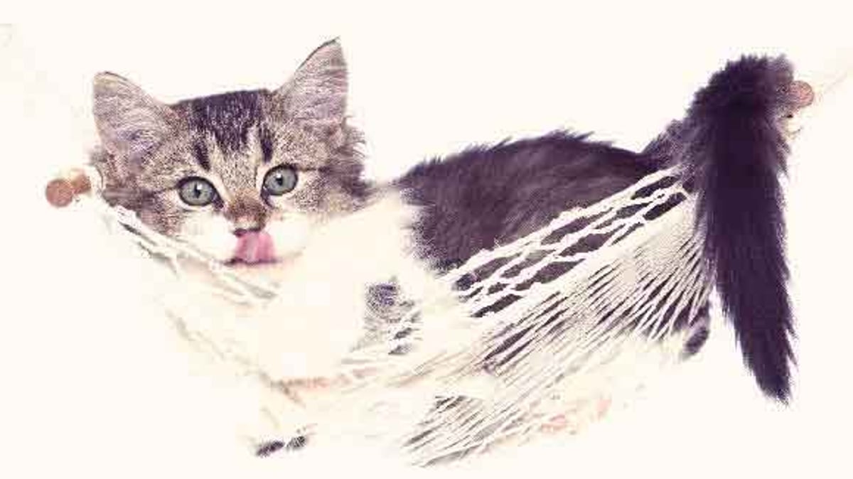 Symptoms Of Feline Distemper What To Do About It Petcarerx