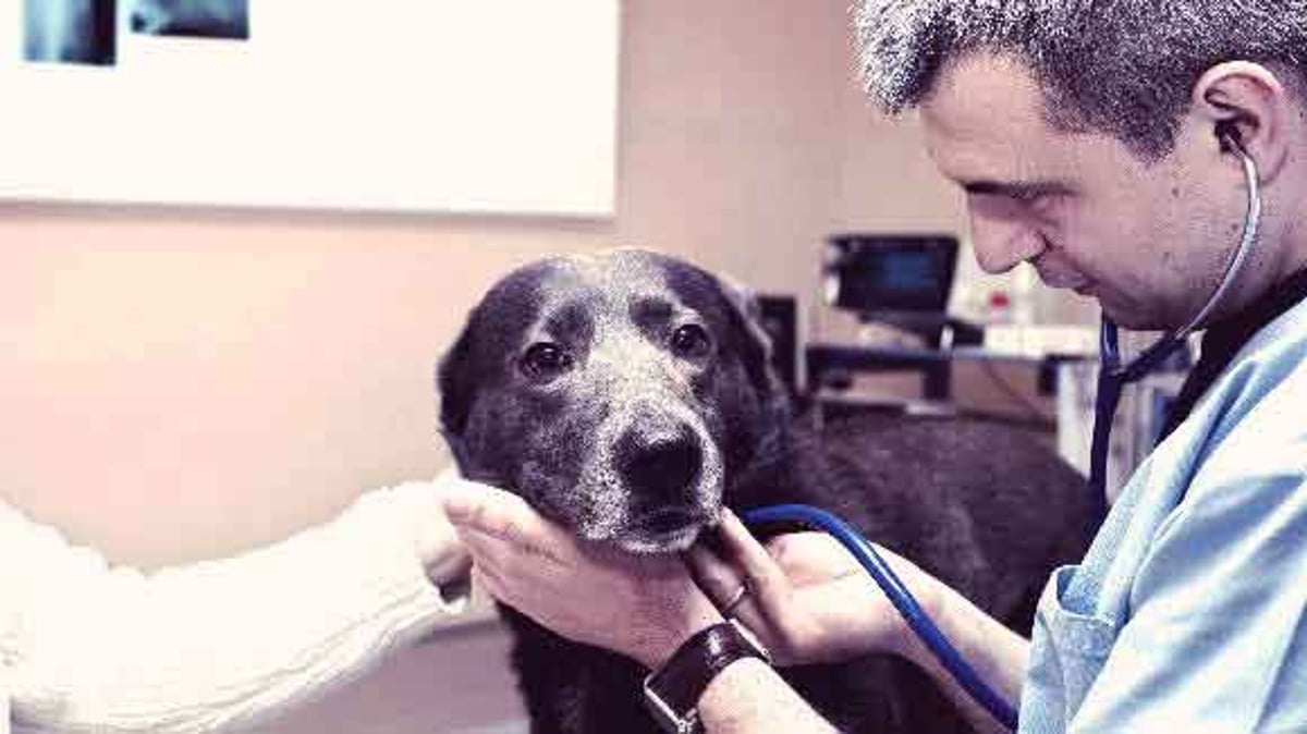 3 Ways to Save on Chemo and Cancer Drugs for Dogs | PetCareRx
