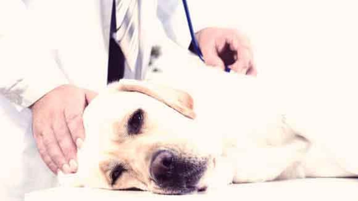 7 Risk Factors For Congestive Heart Failure In Dogs Petcarerx