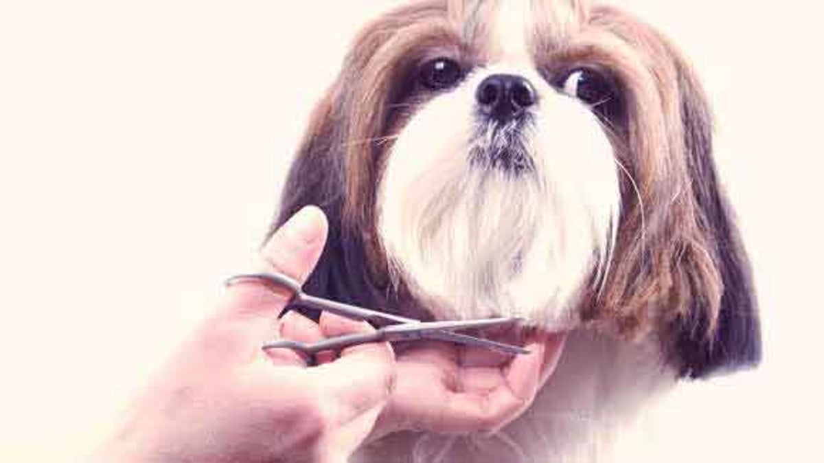 How to Train Shih Tzu for Grooming?