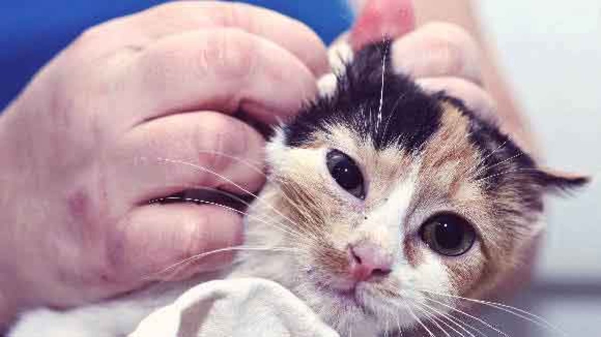 9 Signs Of A Sick Kitten And What To Do Petcarerx
