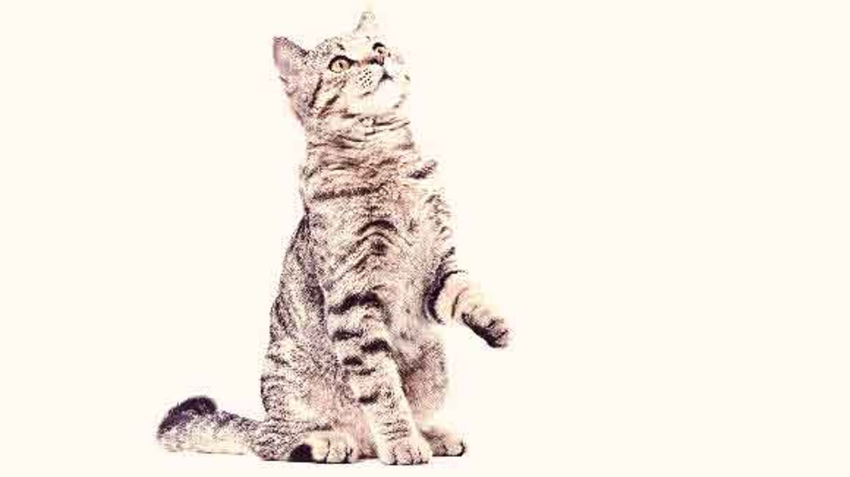 Why Cats Meow - Interpreting Cat Sounds - PetCareRx