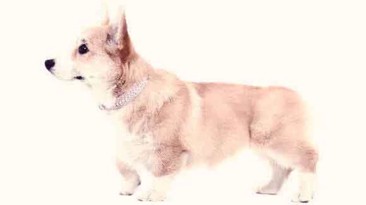 Small to Medium Dog Breeds | PetCareRx.com