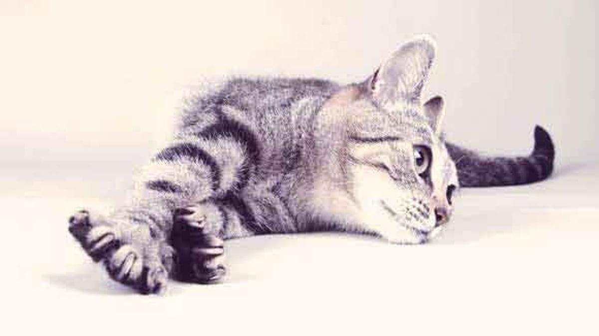 Why Cats Meow - Interpreting Cat Sounds - PetCareRx