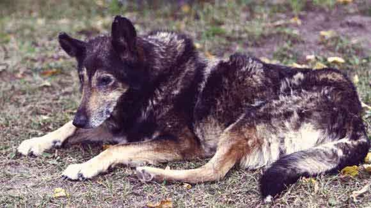 Old dog wetting bed during clearance sleep