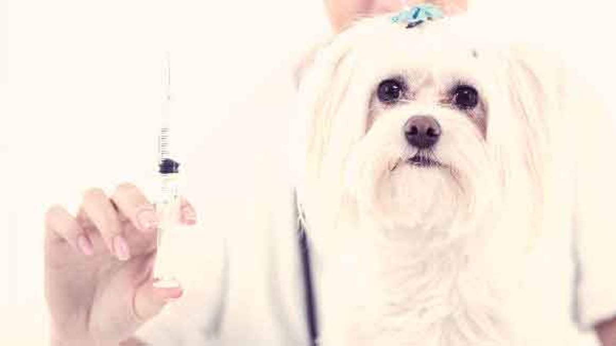 The Pros and Cons of Heartworm Shots Large