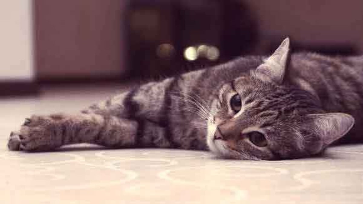 Thyroid Problems In Cats The Likely Cause Petcarerx